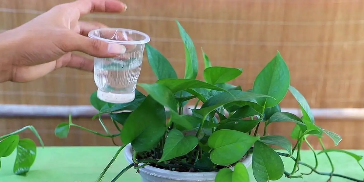 绿萝喜欢浇什么水才能长得旺,绿萝浇什么水它能长得特别旺盛