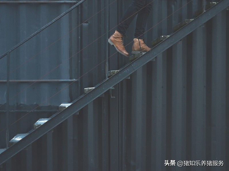 盲目的养殖猪的后果,养殖猪的弊端