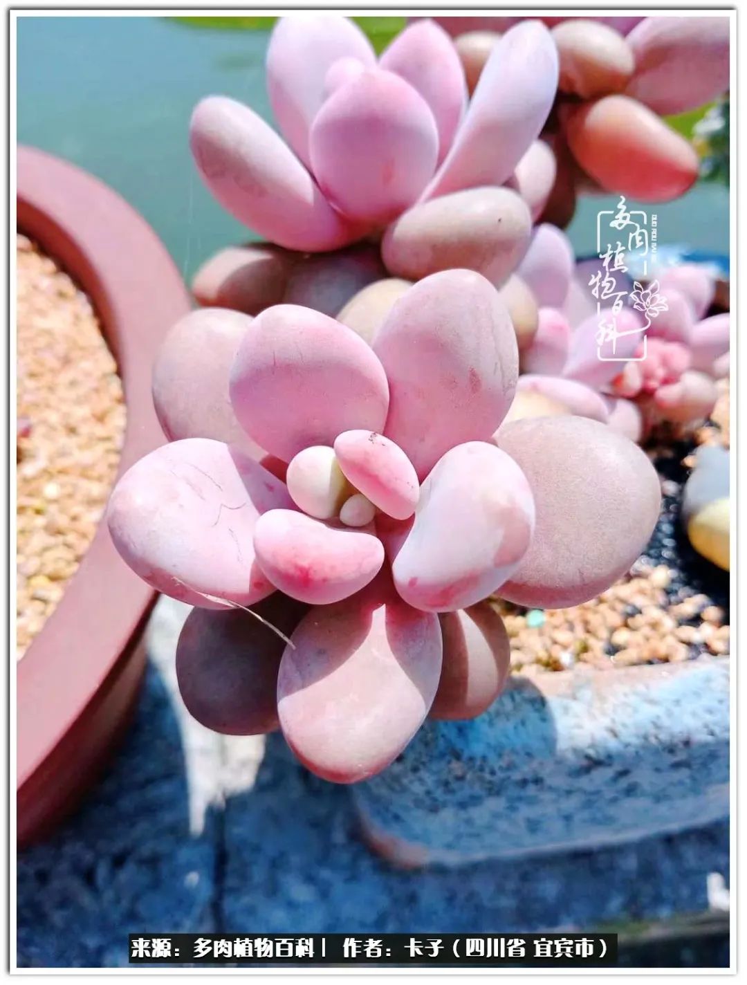 送我一轮明月文案,送我一轮明月