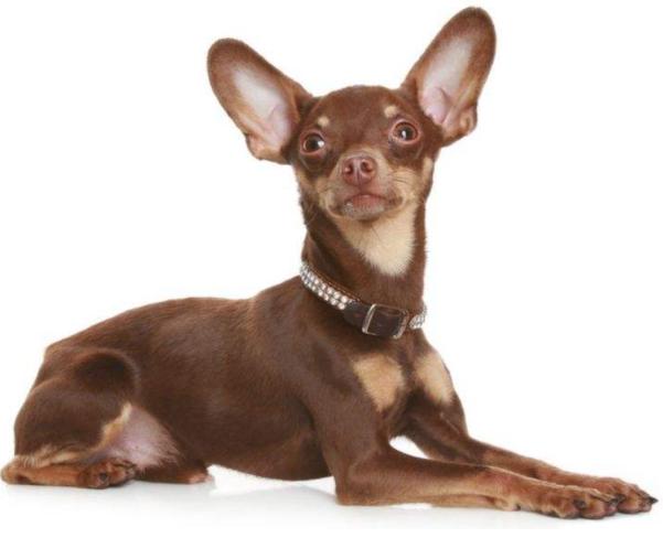 世界上最小的犬种排名,世界上最小的犬种是什么