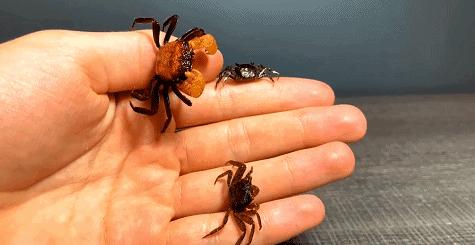 在卧室造一片弱肉强食的危险雨林，会打雷还真的会下雨