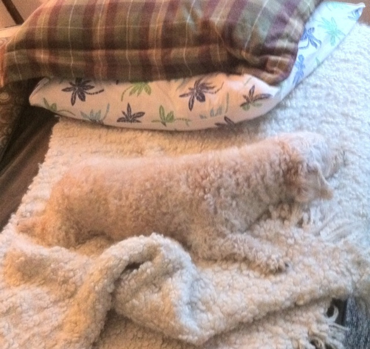 舔狗自述：阿珍和她丈夫去妇幼保健院了，我是不是应该死心了？