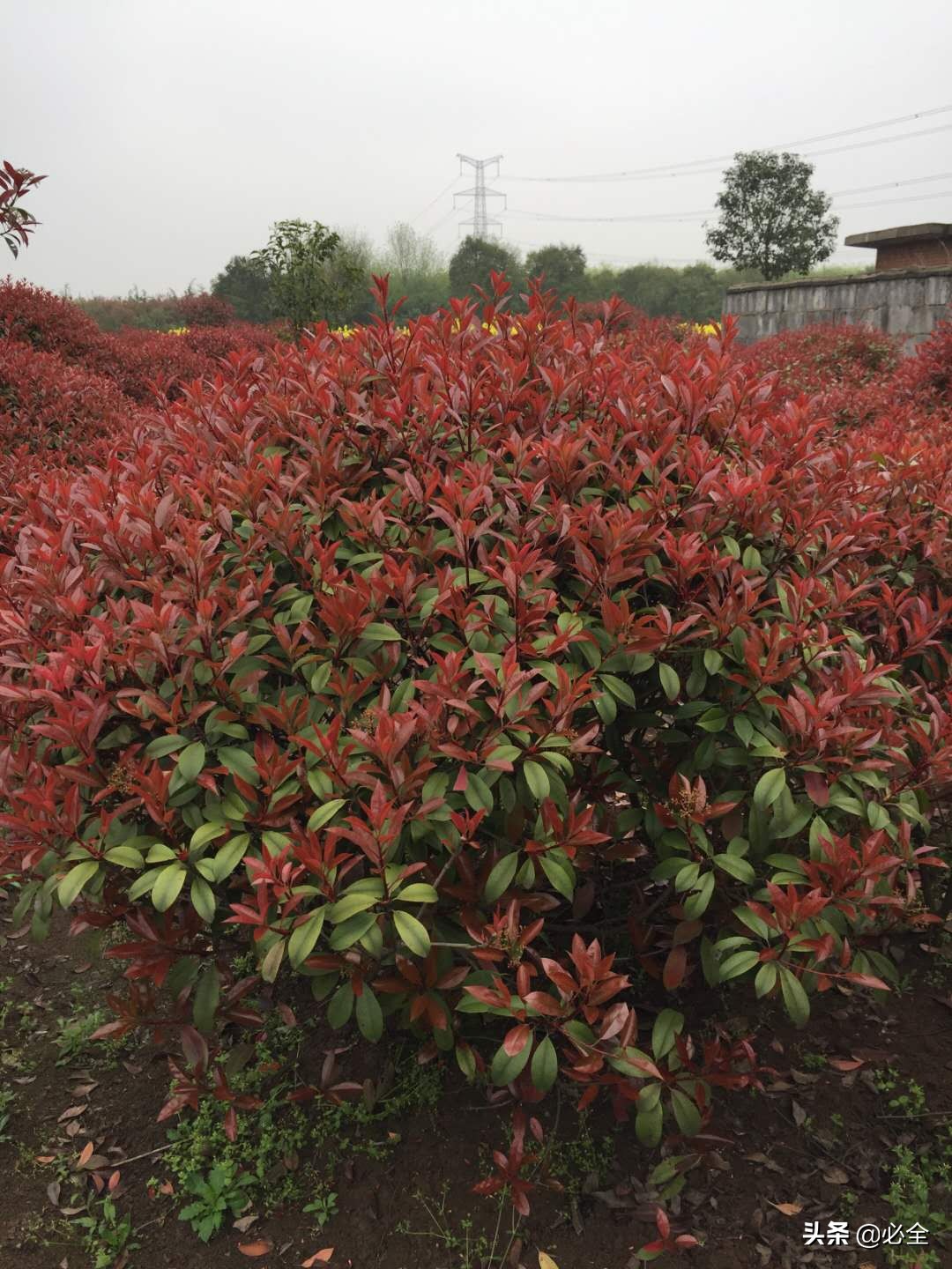 彩叶树种在园林绿化中的应用,园林绿化用彩叶树种