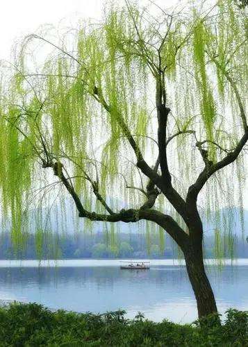 江边垂柳唯美诗句,原创咏柳诗