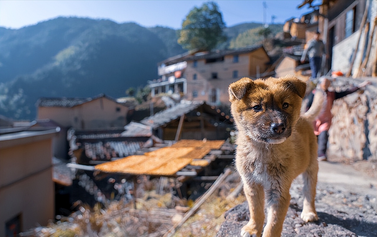 最值得被饲养的7种狗好养又不贵,便宜好养的6种狗经济实惠又可爱