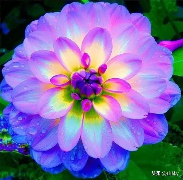 五颜六色的花朵养眼舒心,灵动秀美的花朵图片