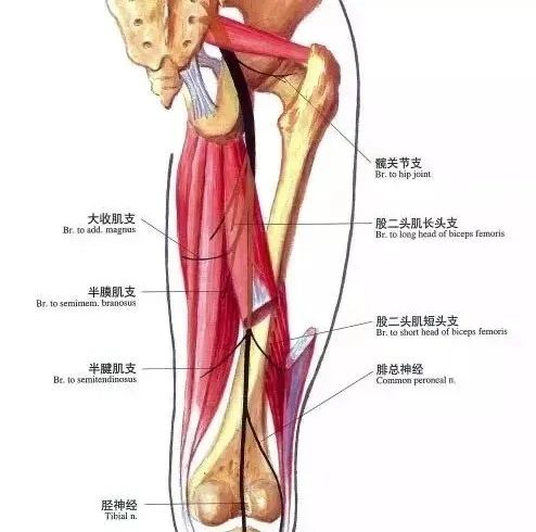 坐骨神经痛的恢复训练正确方法,坐骨神经痛可试试这7个小动作