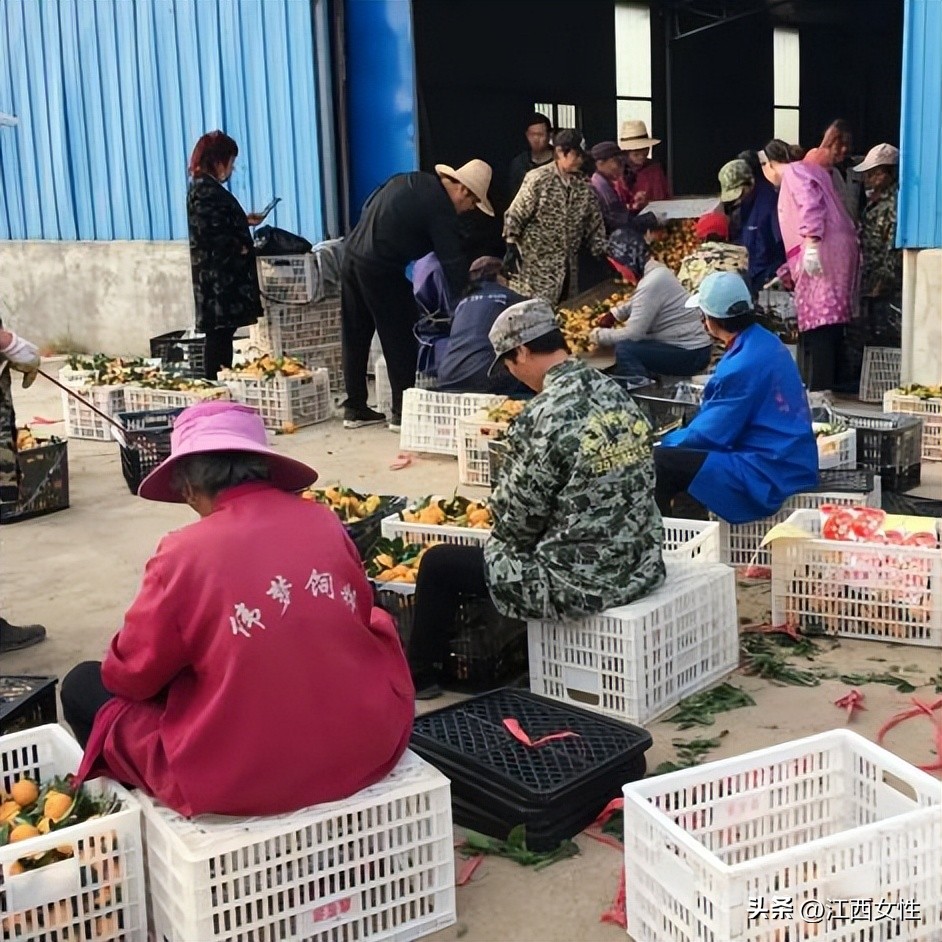 乡村振兴巾帼行动先进事迹,乡村振兴巾帼创新创业大赛