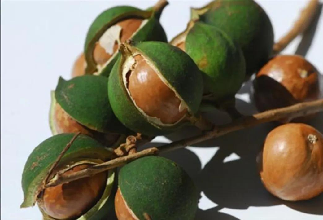 夏威夷果为什么吃着有奶香味,夏威夷果是澳大利亚的吗