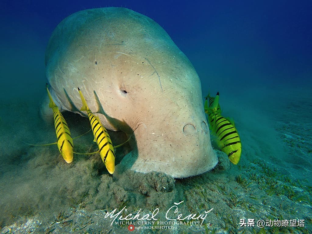 巨型儒艮灭绝,儒艮为什么遭到大量捕杀