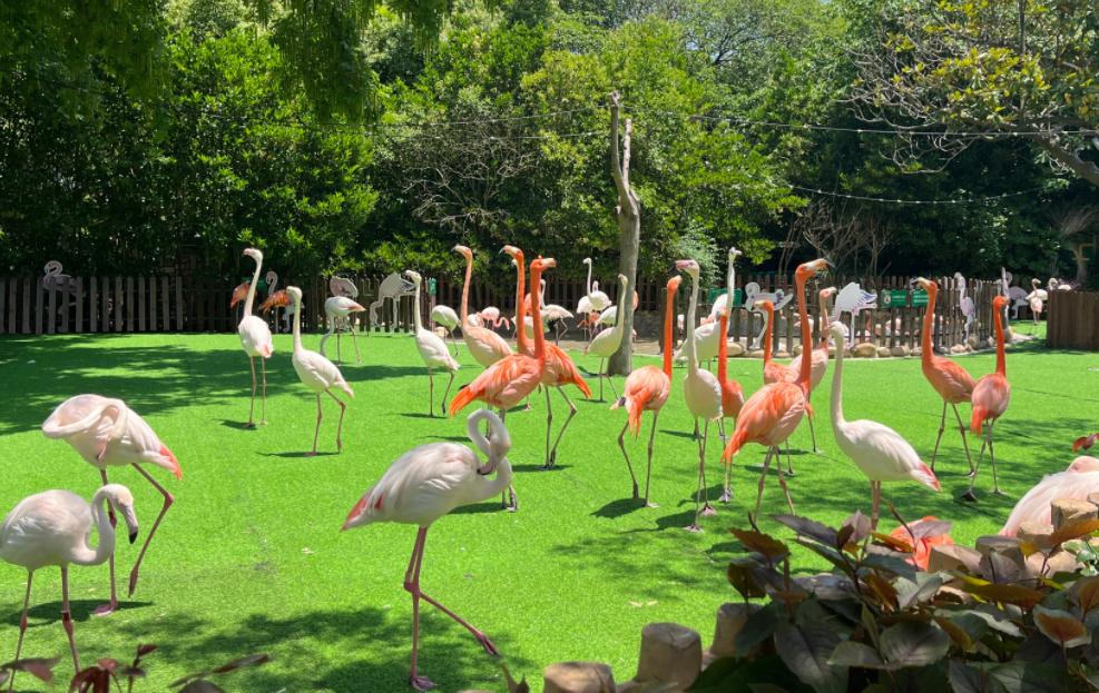 上海动物园自由行攻略路线推荐,上海动物园4a一日游攻略