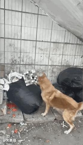 土狗月薪3000,小土狗打工