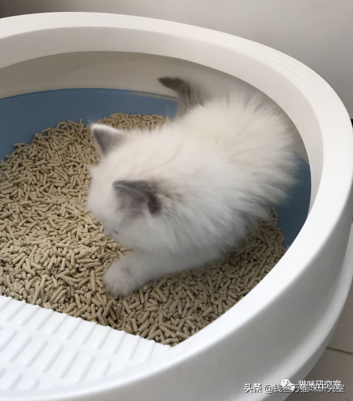 「猫拉稀的关键和避坑」阿莫西林和蒙脱石解决80%的拉稀，3天没缓