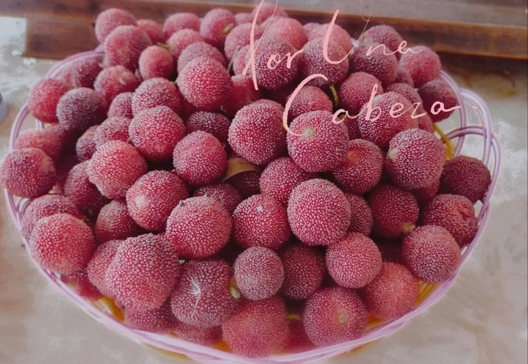 为什么盐水可以泡出杨梅中的虫子,杨梅用盐水泡多久泡出虫子