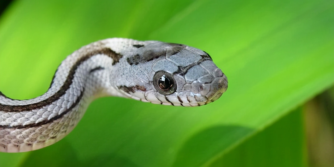 为什么人类天生就怕蛇,人类怕蛇是因为长得恐怖吗