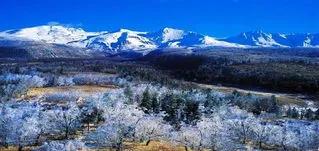 挖参故事结局,挖参奇遇