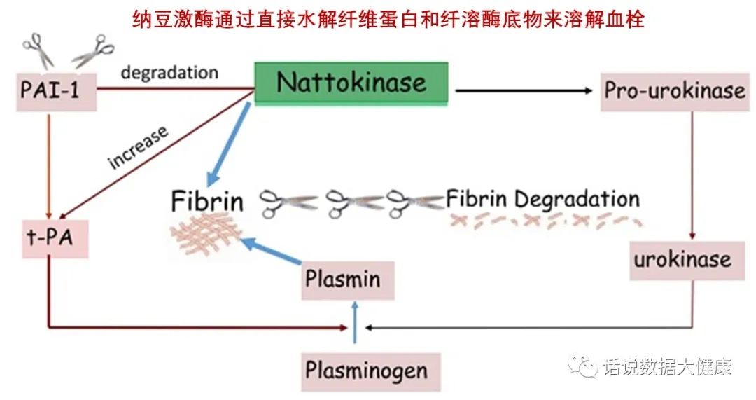 保健纳豆能长期吃吗,保健食品纳豆激酶