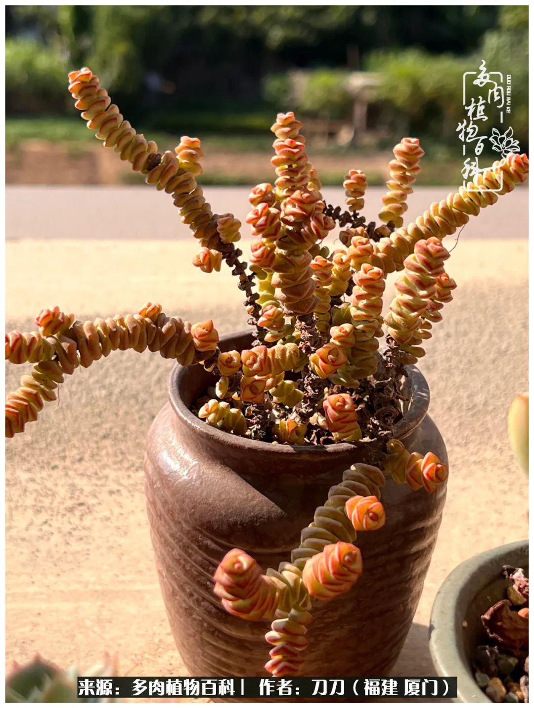 多肉夏季不好养品种有哪些,高花盆为什么养不好多肉