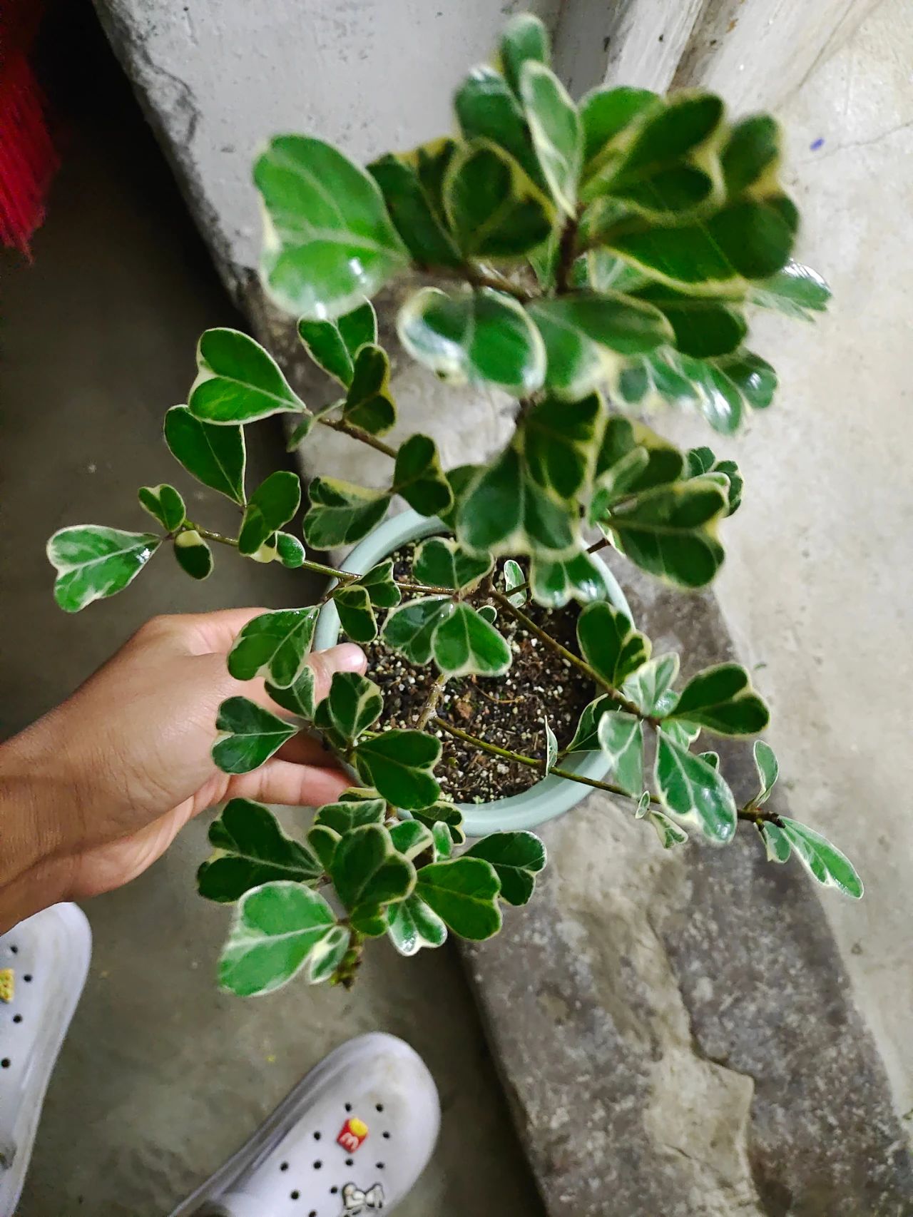 植物施肥的方法和注意事项,花卉施肥什么肥最好