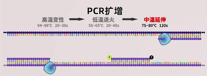 新冠核酸pcr原理,新冠核酸pcr检测详细流程
