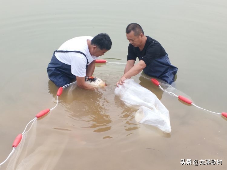 锦鲤分多少种什么样的锦鲤最好养,锦鲤要怎么选才能选到好的锦鲤
