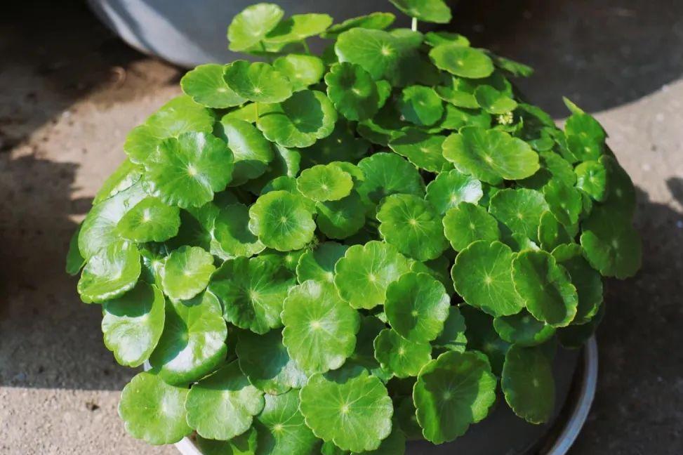 铜钱草又小又细怎么养护,怎么把铜钱草养得又大又绿