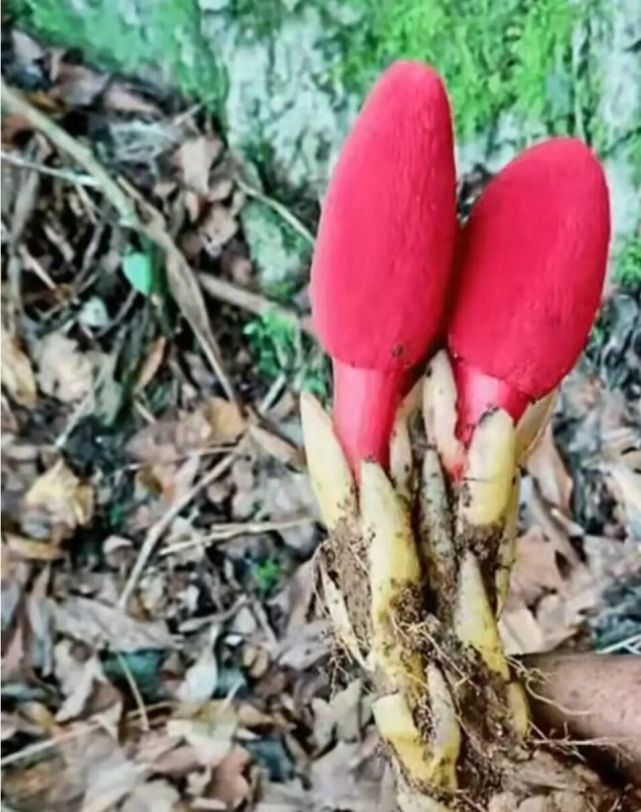 一两沉香万两金国内公认,一两沉香木