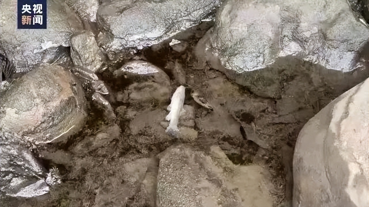 氯乙烯泄漏对猫粮的影响,美国聚乙烯泄漏对猫粮有影响么