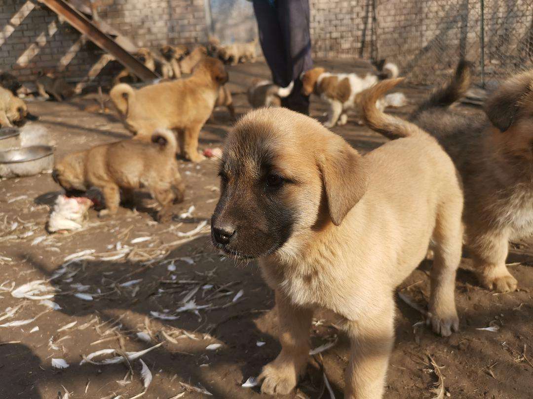 土狗为什么这么多人都不喜欢养,公的土狗忠诚还是母的土狗忠诚