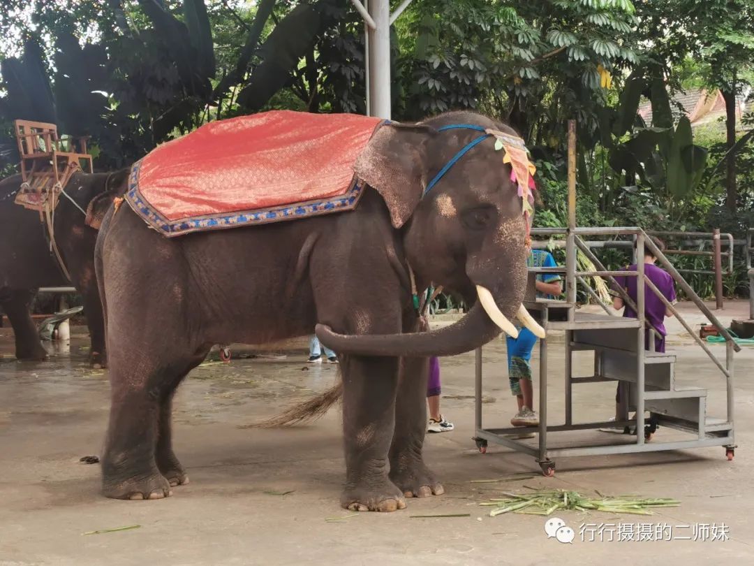 西双版纳七天六夜攻略,西双版纳五天六夜之旅完美结束