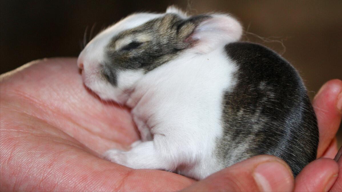 刚生下来的兔仔怎么管理,刚出生兔仔怎么人工喂养