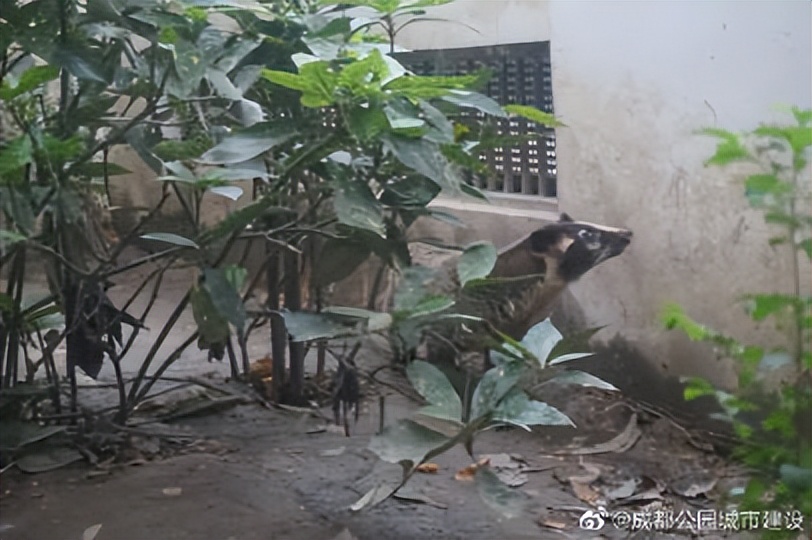 成都动物园狮虎豹苑,成都动物园熊猫馆