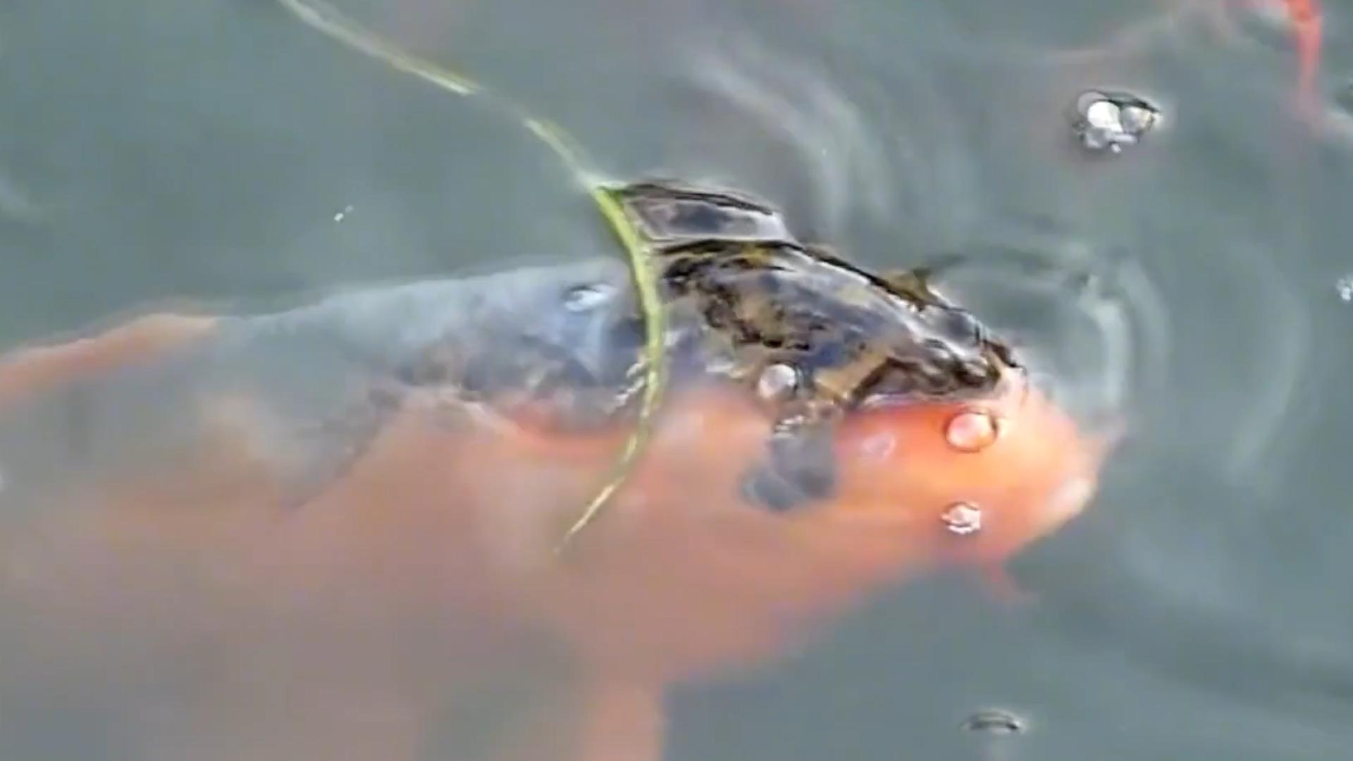 男子钓鱼钓上来个蛤蟆,男子钓到金蟾抱鲫