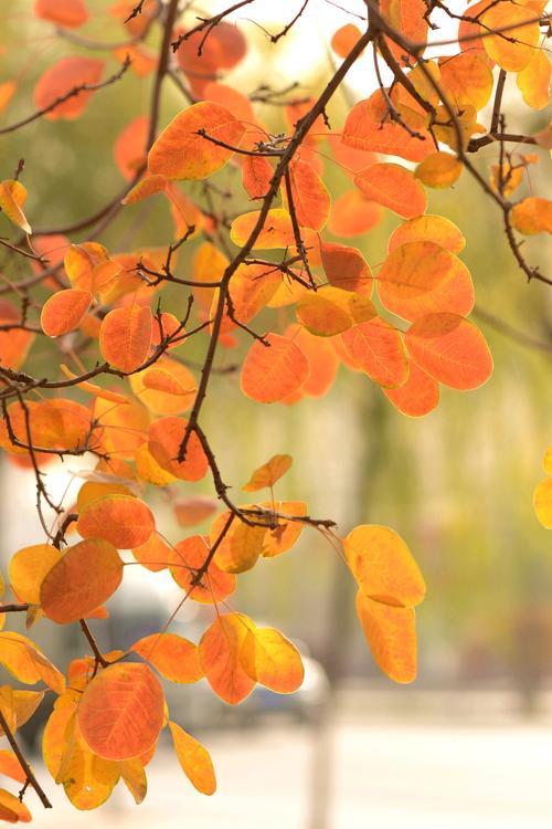 静谧浅秋唯美散文,散文十月愿一切美好如约而至