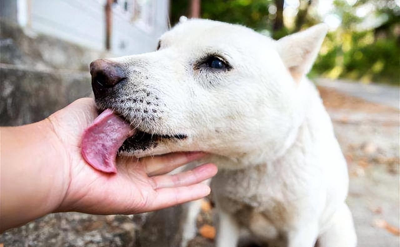 狗狗突然疯狂舔地板呕吐怎么回事,狗狗最近老是到处舔是什么原因