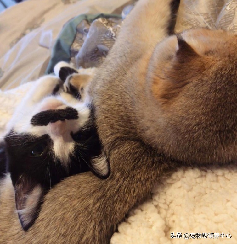 猫咪天生脸圆小鼻子大眼,猫咪小时候有多可爱长大就有多帅