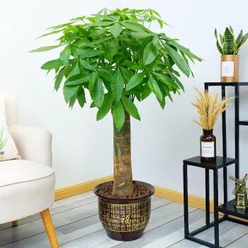 四种旺家旺宅的树,六种树旺宅三种树大忌