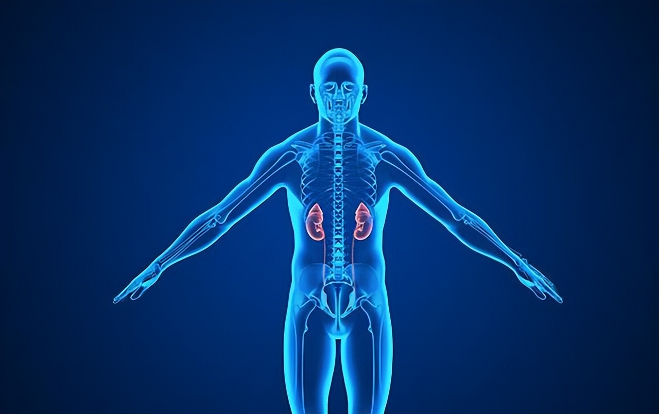 肾虚怎么补食疗方法最有效,脾虚肺虚肾虚中医得多长时间调理