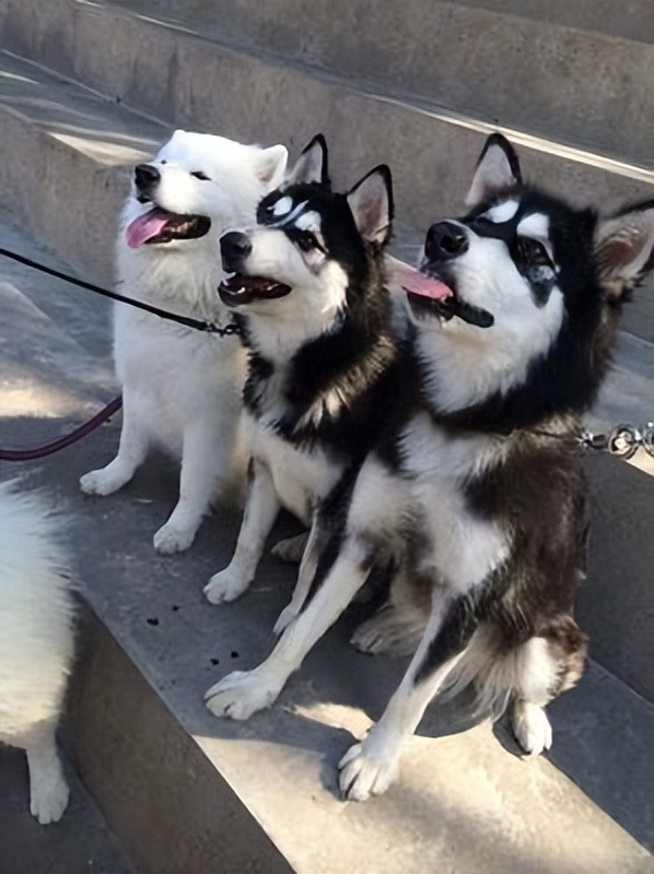 三傻狗有哪些,雪橇三傻是哪三种狗