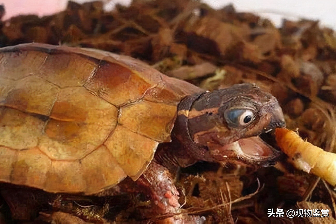 乌龟吃什么如何喂养乌龟,怎样给乌龟喂食乌龟爱吃什么