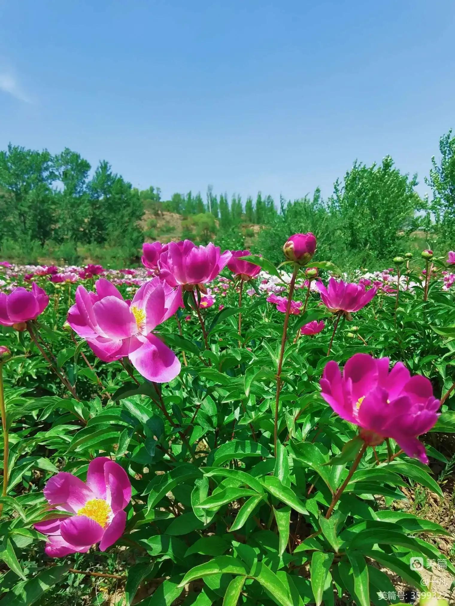 鐧借妽鏄嵂鏉愬悧,鑽潗鐧借妽璋佹敹