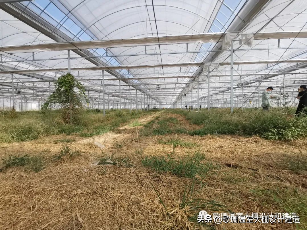 河南热门连栋温室大棚项目,河南蔬菜连栋温室大棚建造