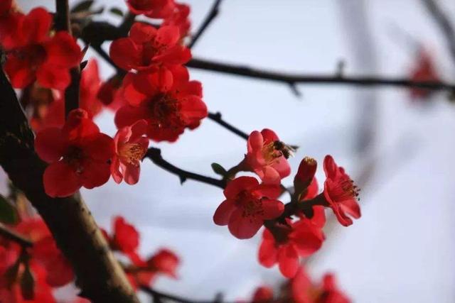 无叶开花的植物有哪些,有花无叶的植物