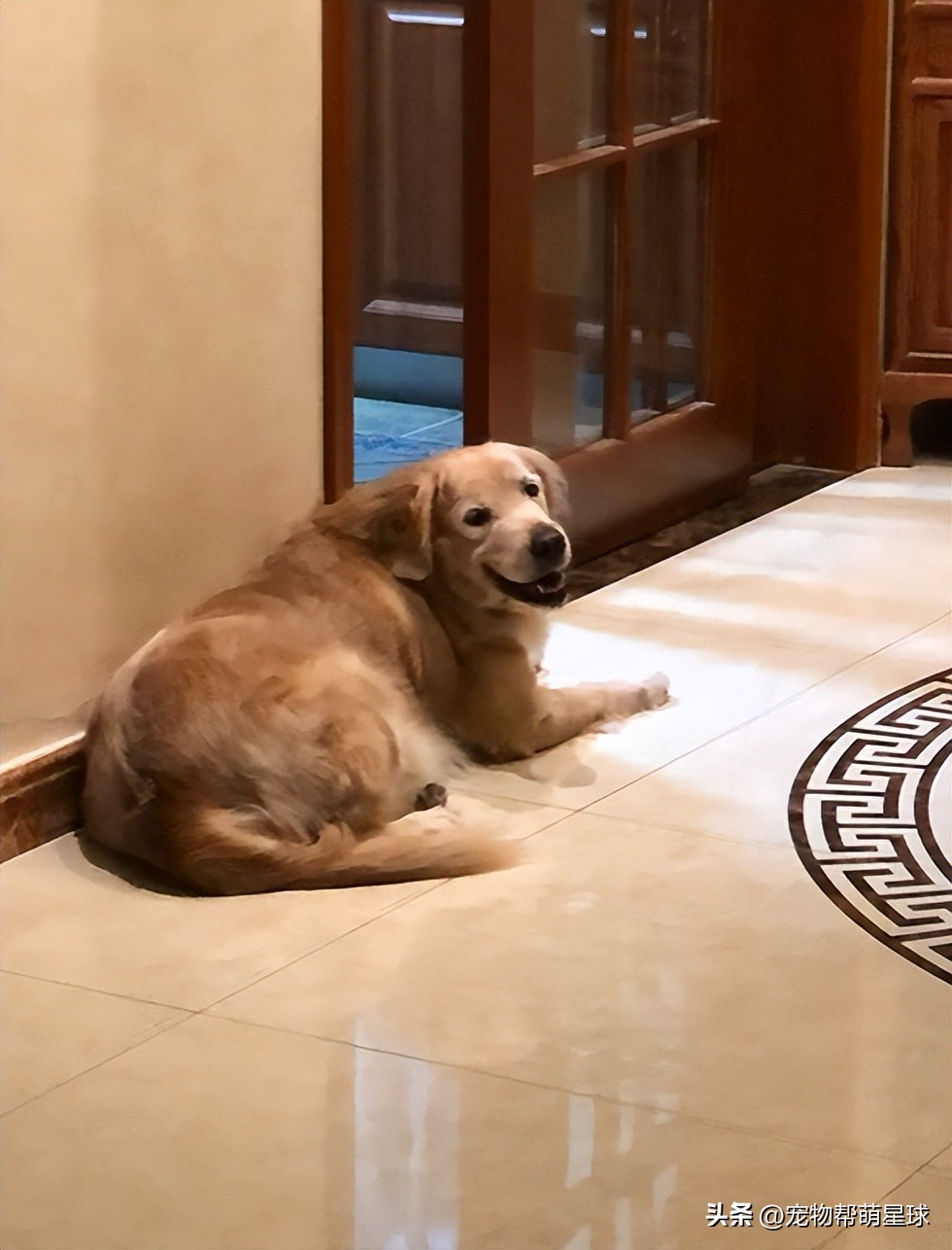 当你不见了宠物该怎么办,宠物不在了伤心怎么办