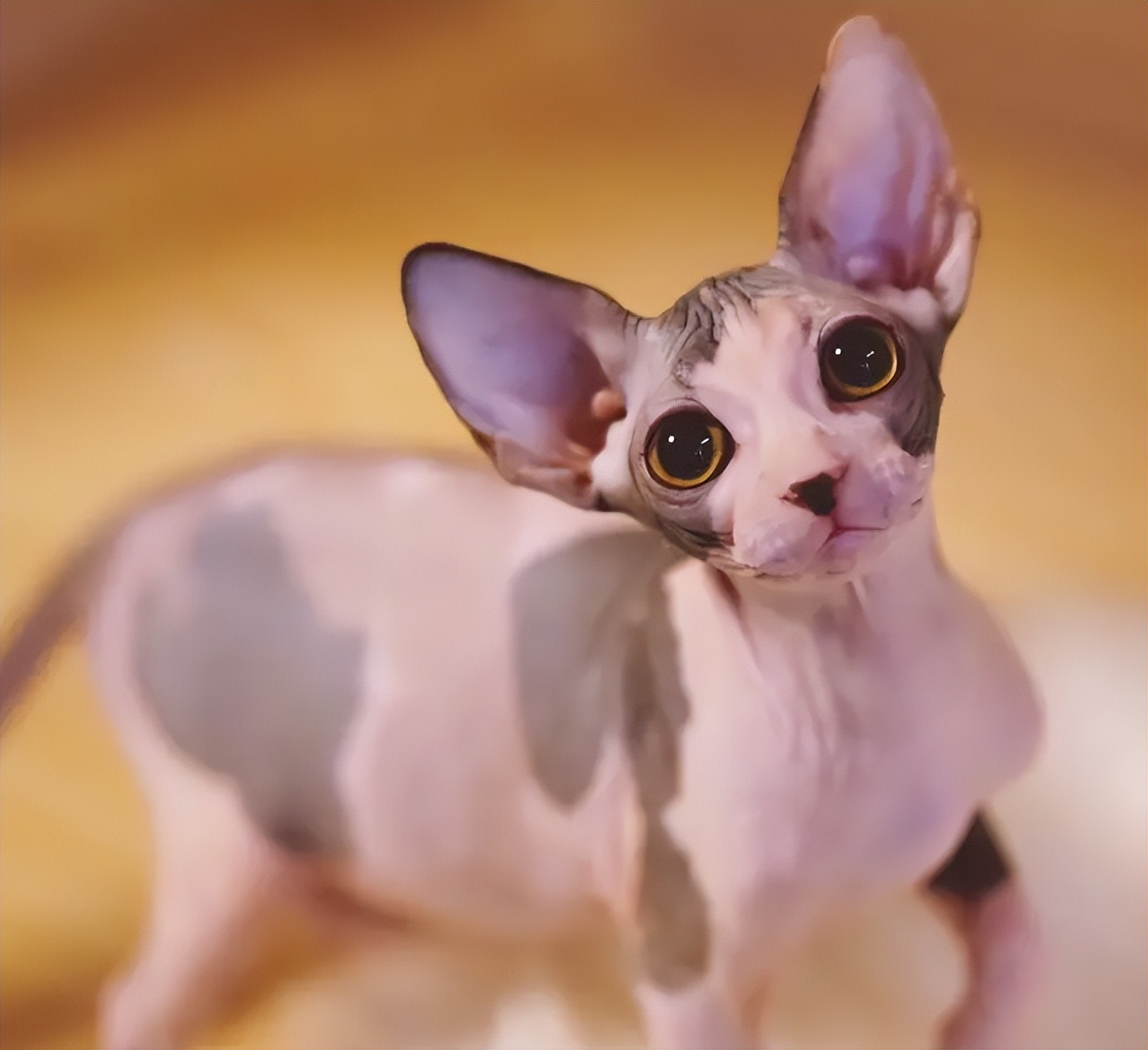 养猫咪的基础知识无毛猫,无毛猫养猫注意事项