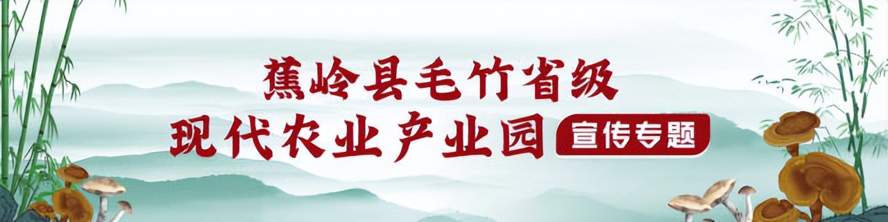 从竹笋到竹子的过程有趣极了,蕉岭毛竹
