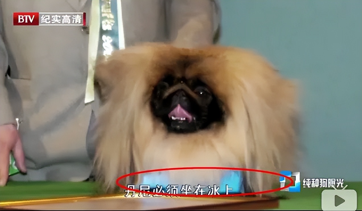 关于对狗肉的看法,关于对狗的评价