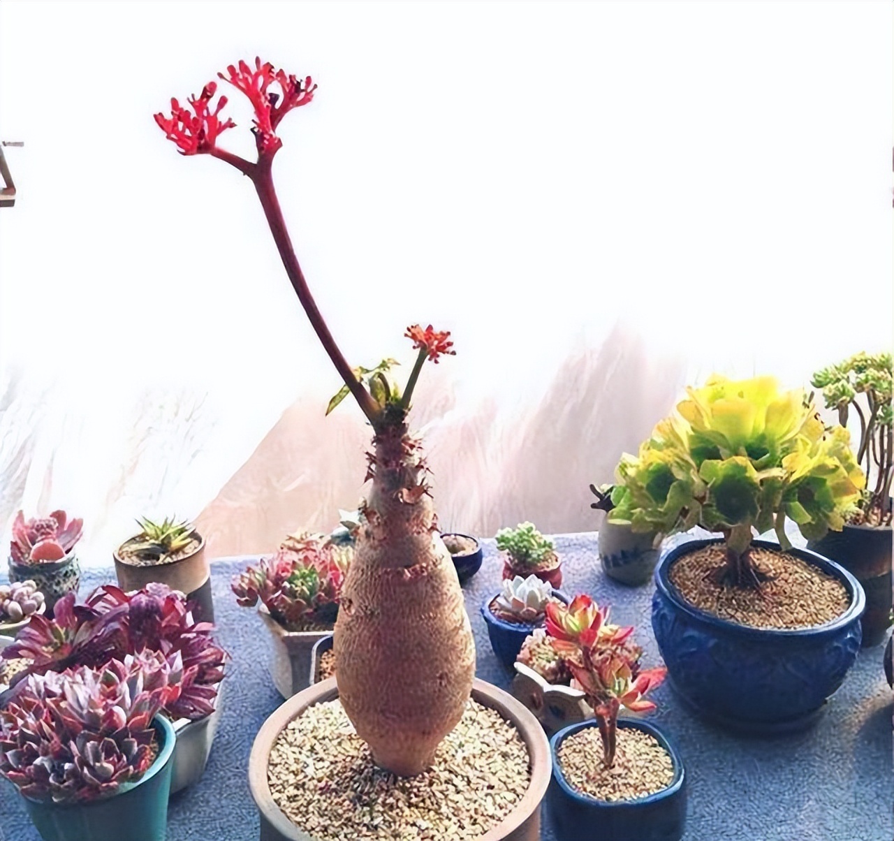 十种养不死的室内花,十种不容易生虫的花