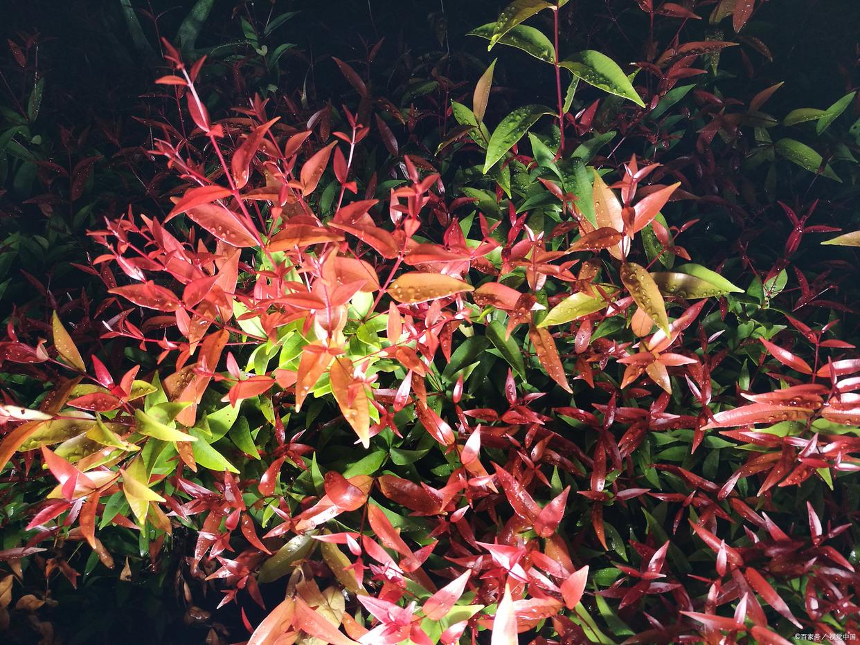 光照不足花生不容易开花怎么办,没有光线耐阴的植物