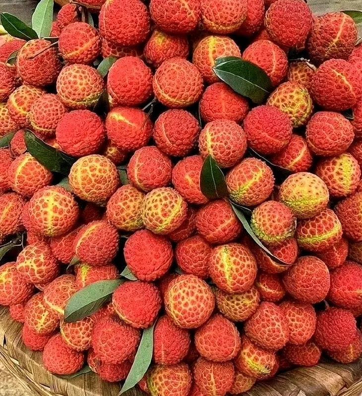 “水晶细嚼甜于蜜,满口生香玉露漙”,夏日里的荔枝又鲜又红又甜